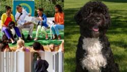 Barack Obama, Family Mourn Death of Beloved Dog Bo: "Lost a True Friend"