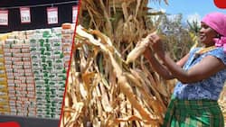 El Nino: Kenyan Government Asks Maize Farmers to Harvest Produce to Prevent Losses