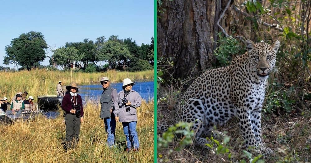 South African tourists scare off a hungry leopard.