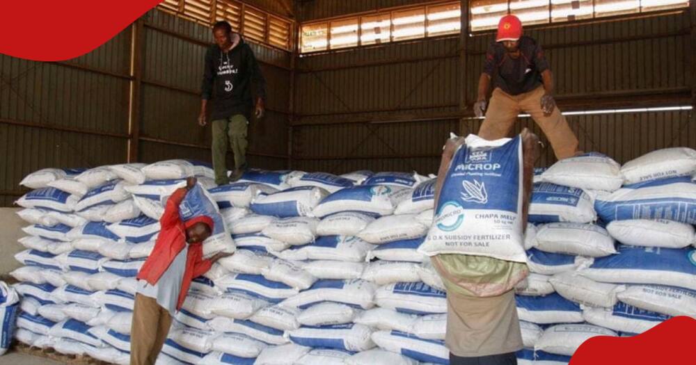 Traders offload and pack fertiliser bags in a store.