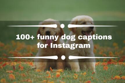 100+ funny dog captions for Instagram - Tuko.co.ke