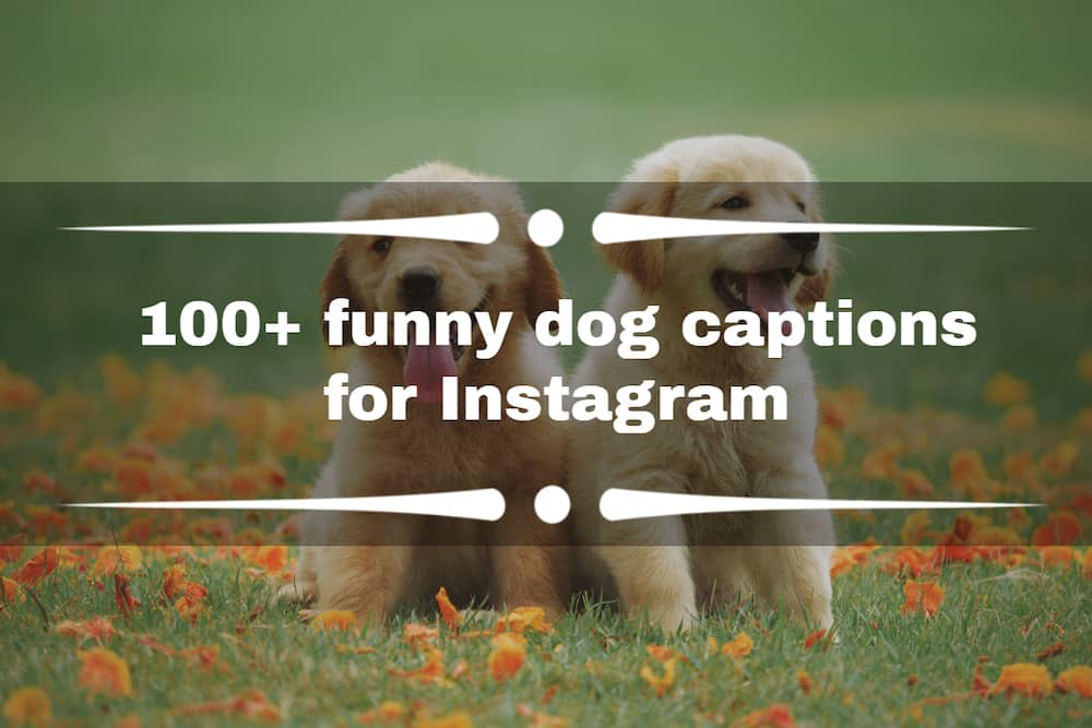 funny dog captions