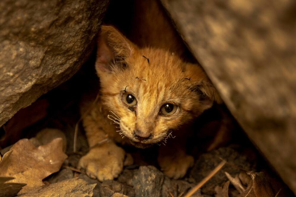 A kitten that survived the McKinney Fire, hidden in rocks in the Klamath National Forest northwest of Yreka, California
