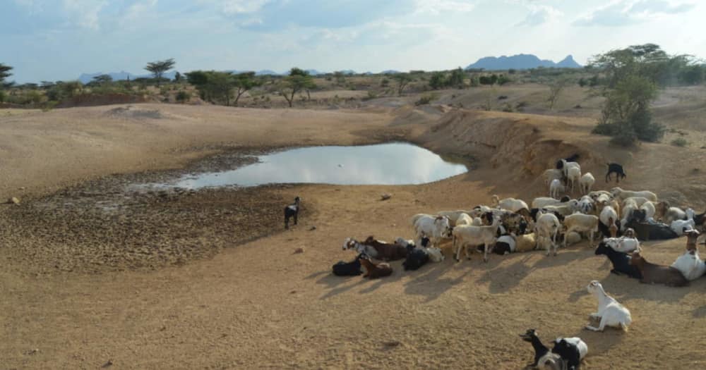 Turkana: Watoto Watatu Wazama Kwenye Machimbo ya Mawe Wakiogelea