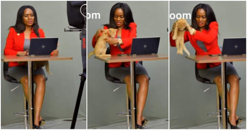 Cat invades KTN's Persil Telewa during live broadcast.