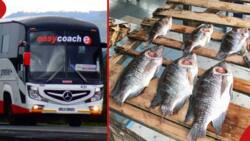 Easy Coach Lifts Ban on Carrying of Fish in Its Buses After Uproar from Customers