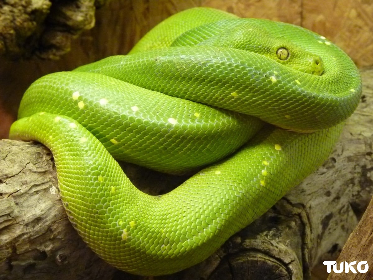 Snakes in Kenya: 7 most common types you'll encounter Tuko.co.ke