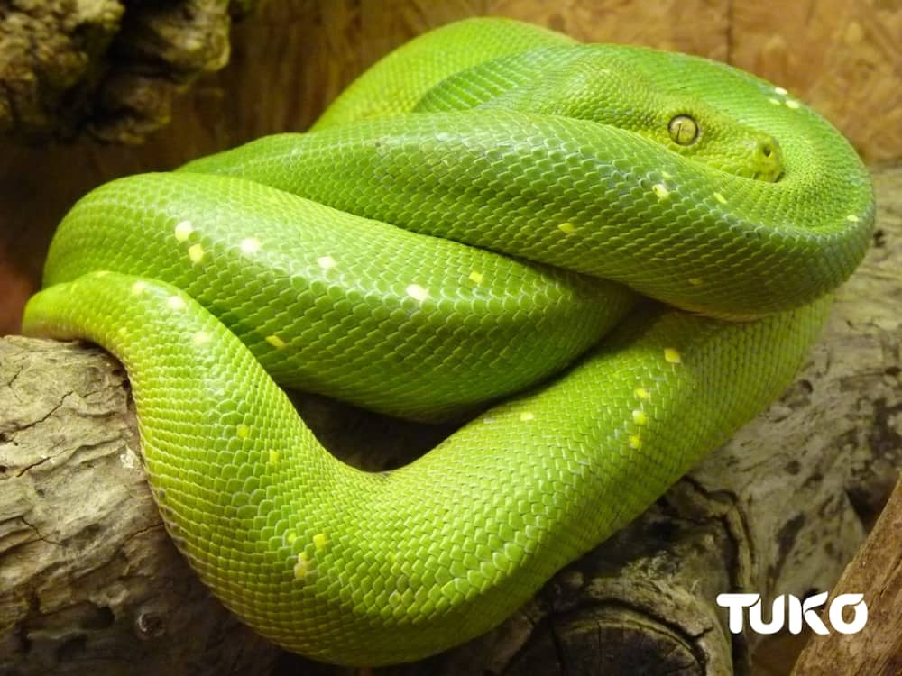 green snakes