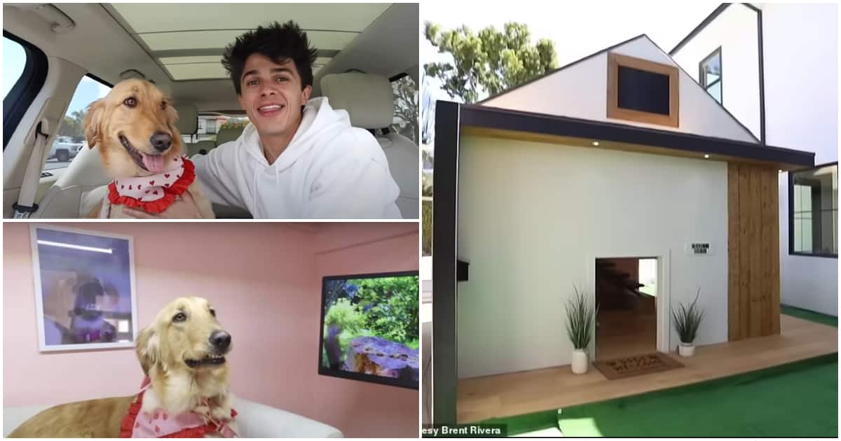American Man Splashes KSh 3.5m on Building Pet House With TV, Fridge ...