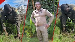 Climate Change: Nairobi Businessman on Mission to Make Kenya Green by Planting 1 Billion Trees