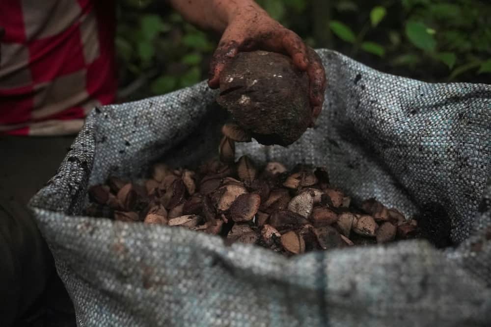 The life of a Brazil nut harvester is filled with perils