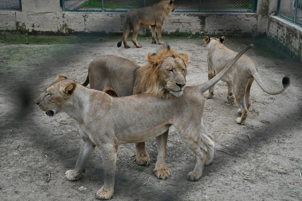 A Pakistan zoo is auctioning off a dozen of its 29 lions to private buyers to free up space
