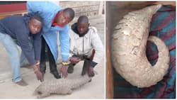 Kwale: Critically Endangered Pangolin Headed for Slaughter Rescued by DCI Detectives