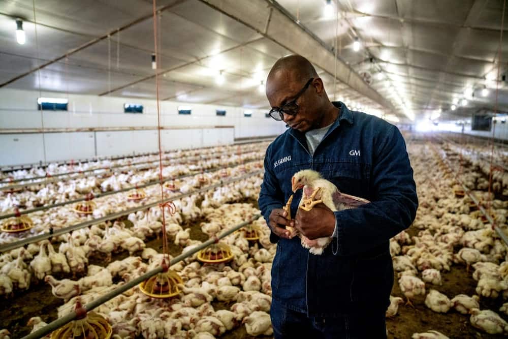 Farm manager Gary Mbundire says thousands of his chickens died in January when ventilation failed at the height of summer