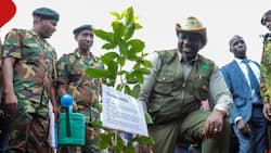 William Ruto's Gov't Declares May, Friday 10 National Tree Planting Day