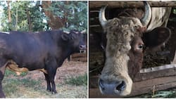 "Shiononyia": How Luhyas Name Bulls Groomed for Bullfighting