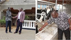 Millionaire Isaac Rutto: Dairy Farm, 5 Other Properties Owned by Ex-Governor and CCM Party Boss