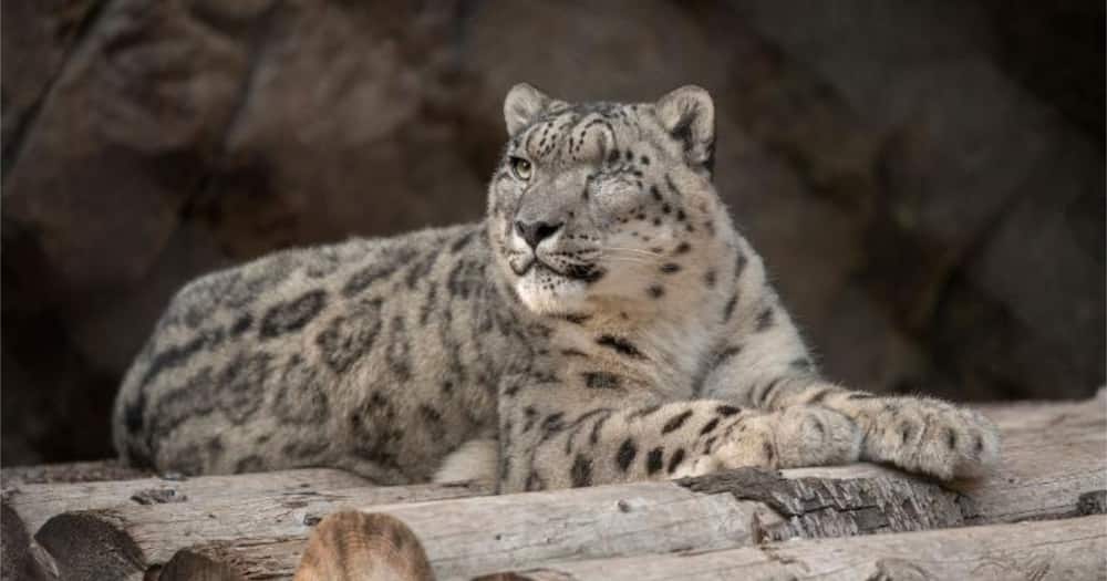 The other animals within the snow leopard's have been quarantined.