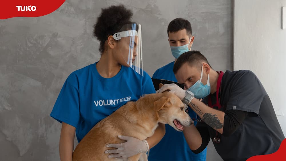 A male vet assessing a dog with the help of two assistants