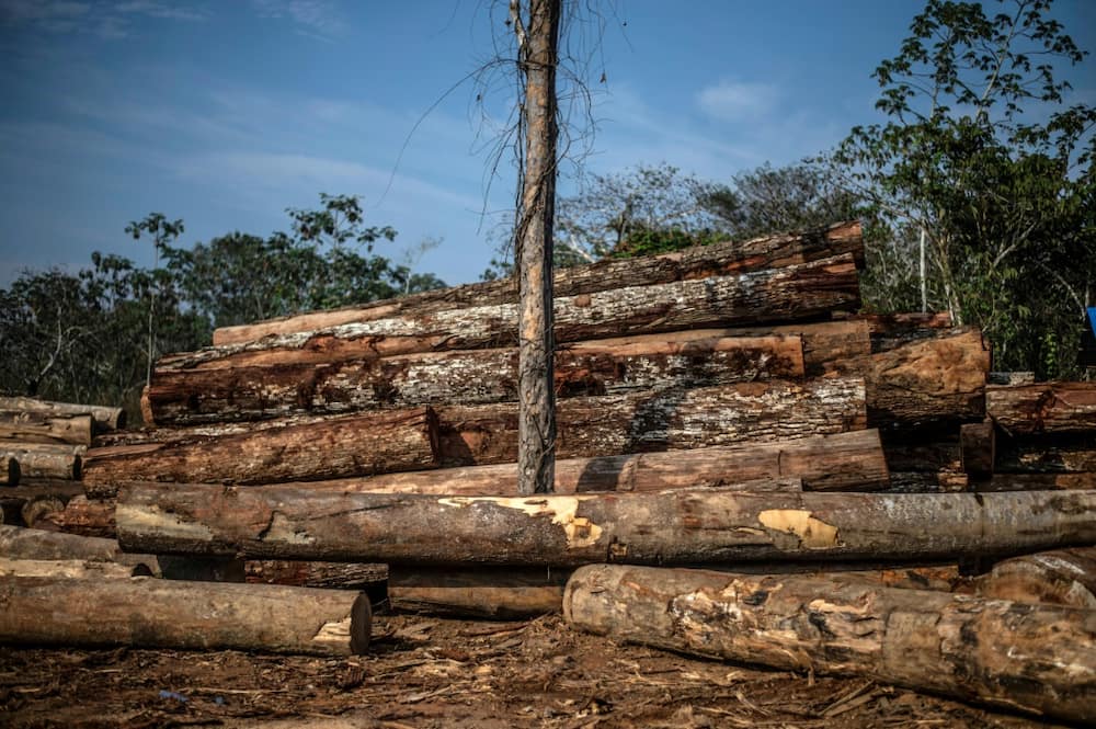 Some 12 percent of wild tree species is threatened by unsustainable logging, the report said