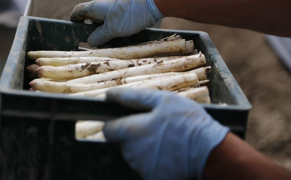how to cook white asparagus in the oven