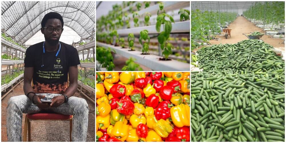 Nigerian Farmer Who Grows Crops in the Air Stuns the Internet With His Massive Harvest, Photos Causes Stir