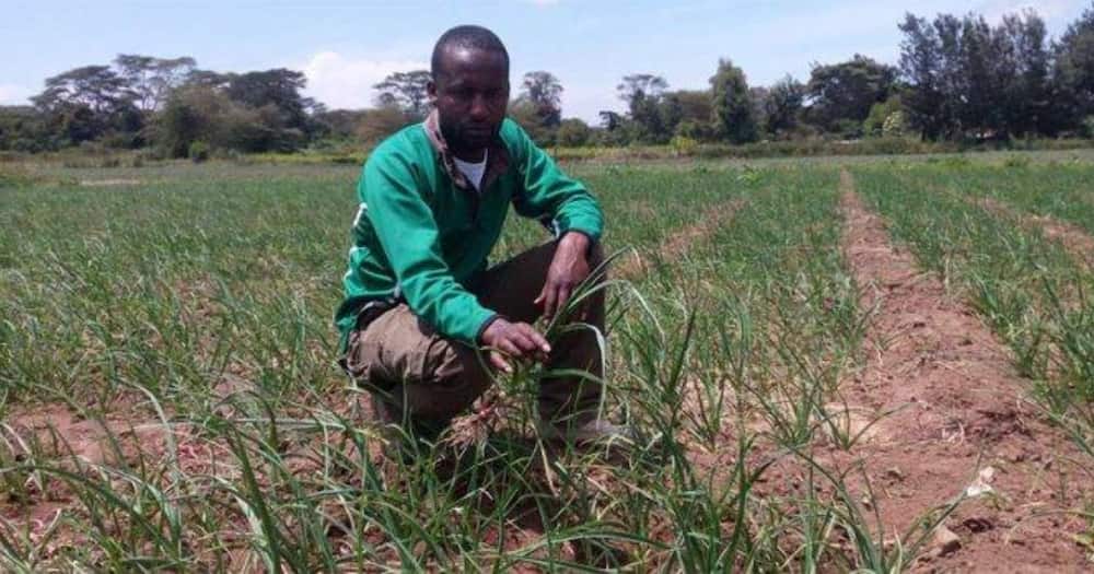 Moses Marimi is a garlic farmer.