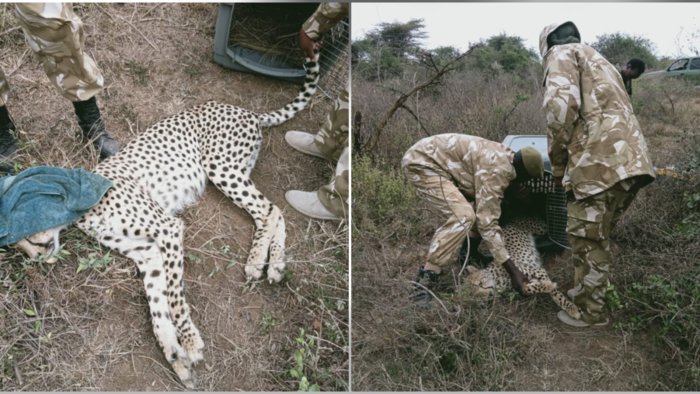 Tharaka Nithi 2 Dead 19 Hospitalised After Consuming Wild Honey