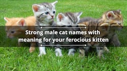 300+ strong male cat names with meaning for your ferocious kitten