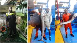 3 Men Catch Huge Sailfish in Sea Worth Over KSh 140k, To Consume if Not Bought