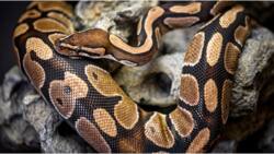 49-Year-Old Man Found Dead in House Surrounded by Over 100 Snakes