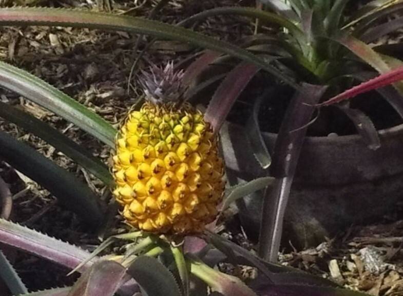 Lost Gardens of Heligan pineapples