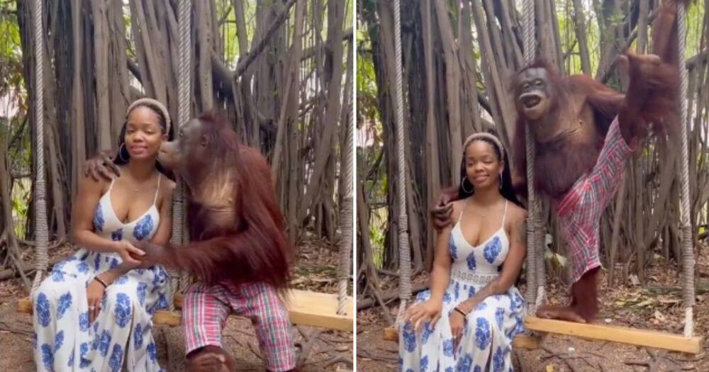 Orangutan seduces woman at Zoo. Photo: @shonny_SA/Twitter.