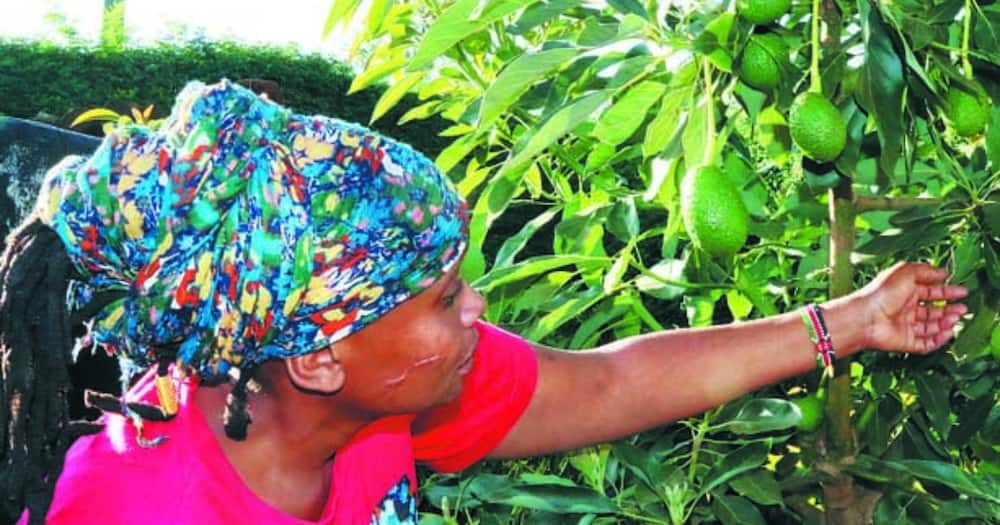 Joyce Kamau makes over KSh 2 million from avocado sales.