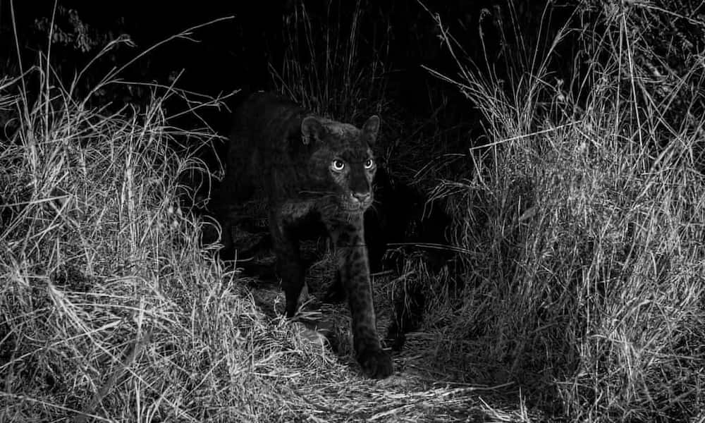 World marvel at rare black leopard spotted in Kenya for first time in 100 years