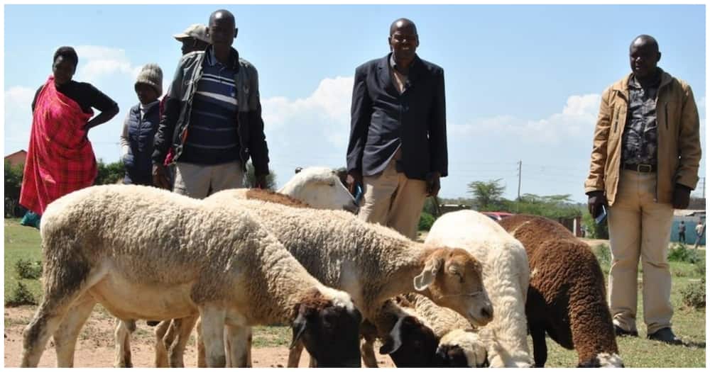 Narok: Chief Seizes Man's Sheep, Auctions Them after He Refused to Pay Daughter's School Fees