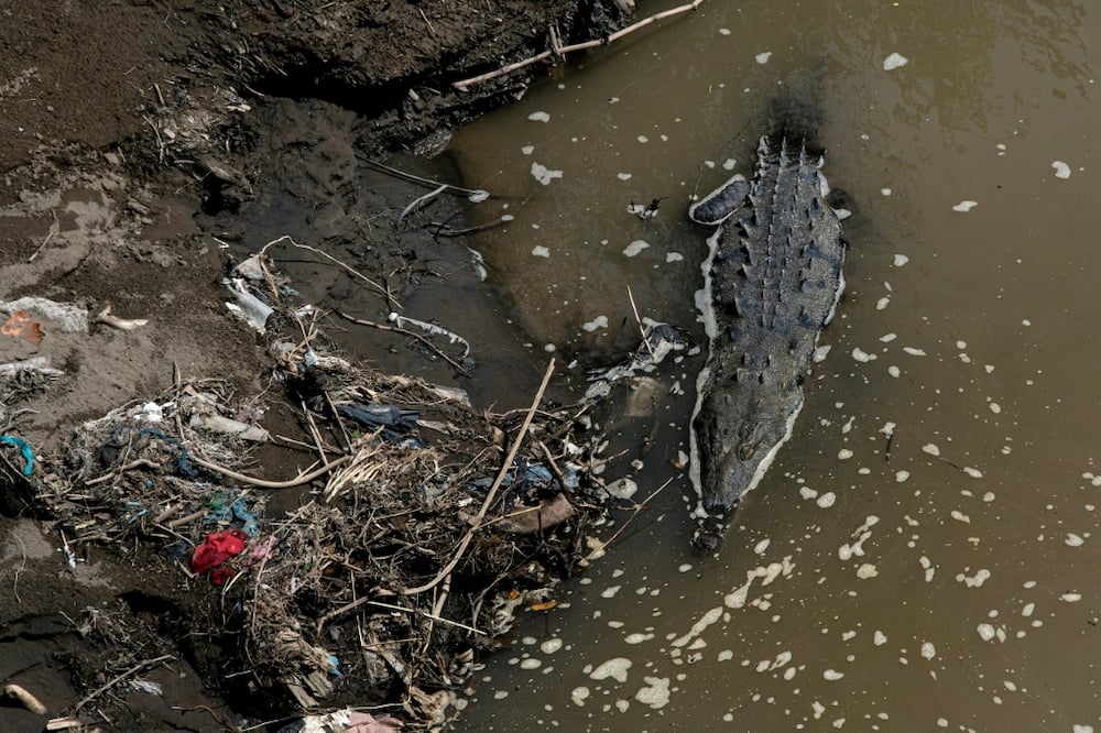 A crocodile swims amid garbage in the Tarcoles River, one of the most polluted in Central America. This species is thriving despite the toxic waters