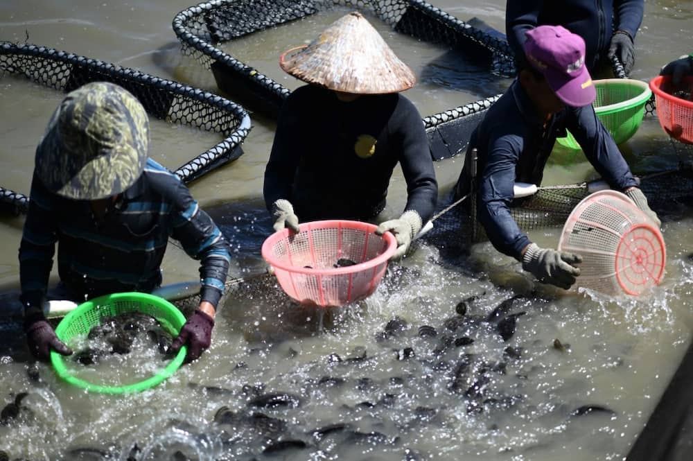 Workers at a farm run by the Lijia Green Energy and Biotechnology Company collect groupers with nets in Taiwan's Pingtung county