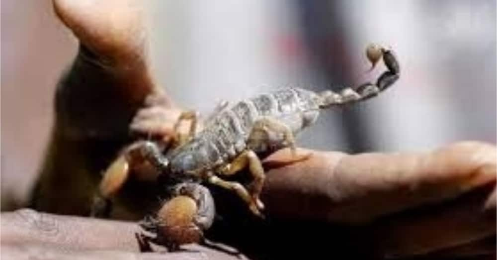 Baringo police allegedly kill man said to posses supernatural abilities to handle poisonous scorpions, feed crocodiles