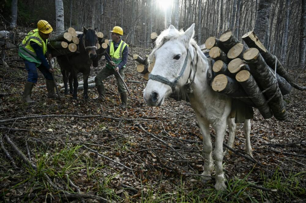 Horses are still used in Bulgaria to transport logs down steep mountainsides