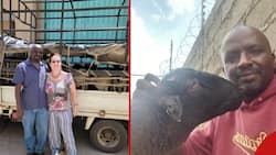 Meet Couple Who Quit Lucrative Jobs in US to Rear Dorper Sheep in Kenya
