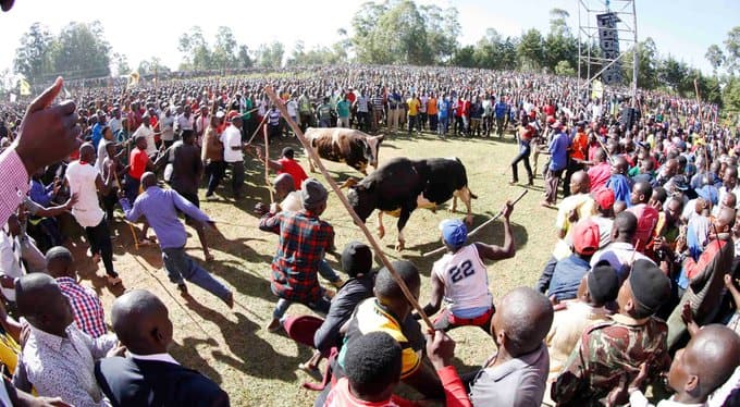 Kakamega: 10 police officers injured in confrontation with bull fighters for violating COVID-19 rules