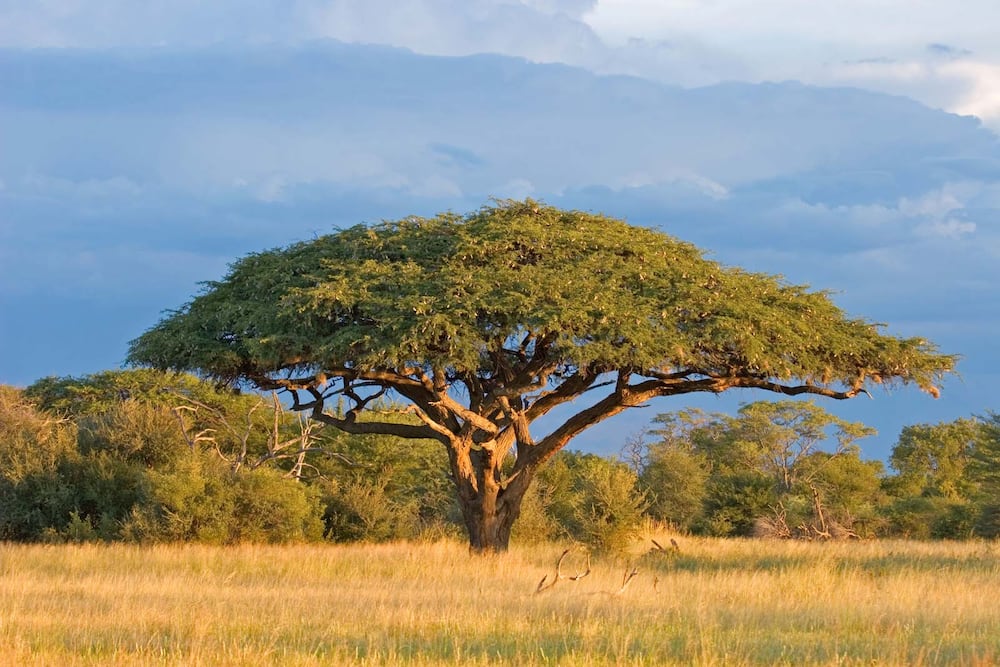 Which Trees Grow The Fastest In South Africa