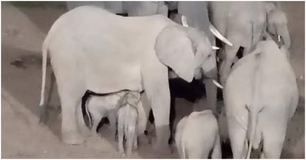 Elephant in Aberdare gives birth to twins.
