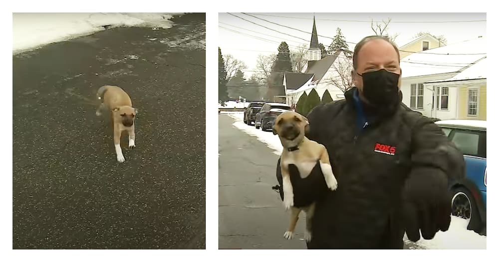 Puppy becomes an internet sensation after interrupting live TV report