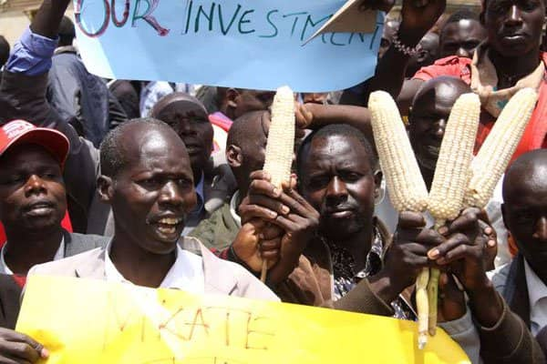 Crisis looms as North Rift MPs vow to rally farmers against delivering maize to NCPB