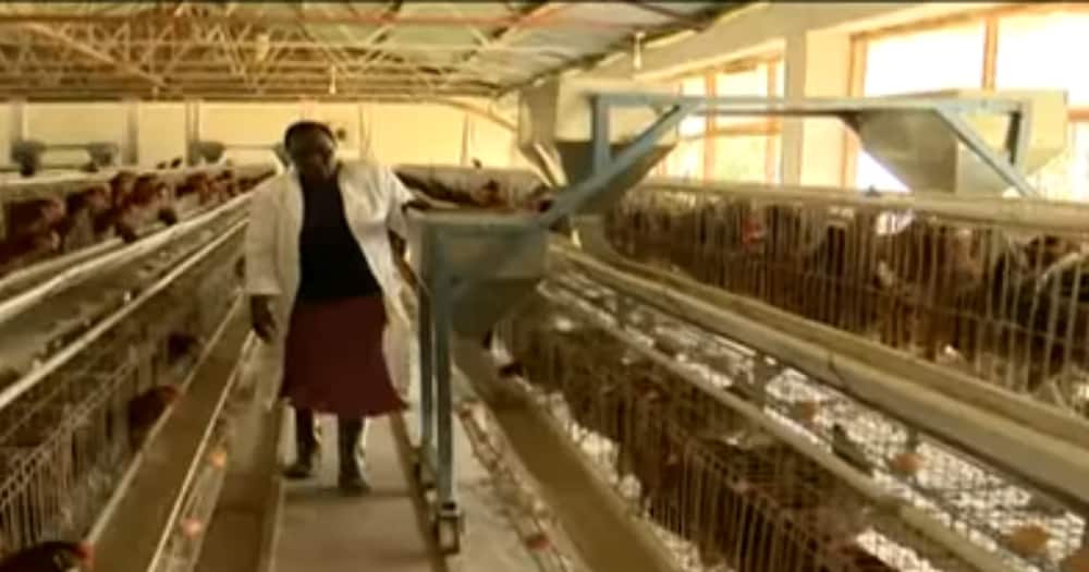 Chief Hustler: X Photos of William Ruto's Multi-Million Poultry Project in Sugoi