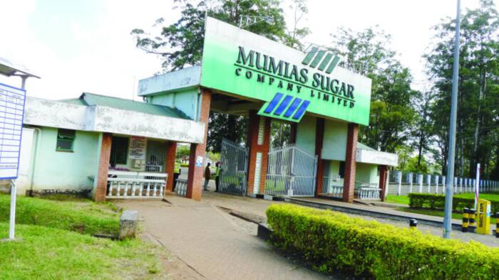 Court Halts Ugandan Firm from Operating Mumia Sugar Company for 10 Days