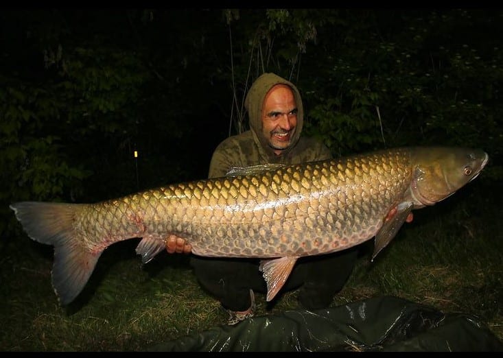 Grass Carp