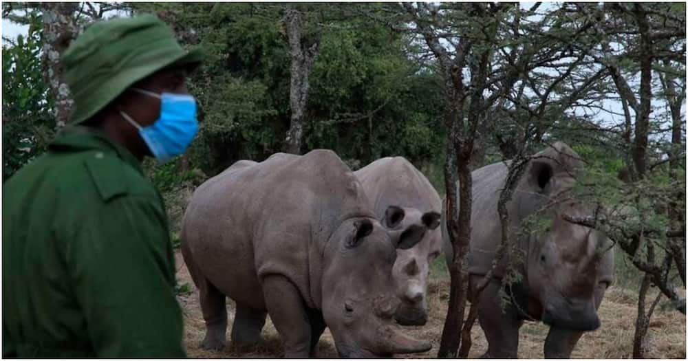 A consortium of scientists and conservationists working to save the northern white rhino from extinction.